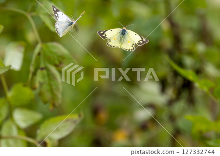 Cabbage butterfly and Cabbage butterfly flying in the bush Cabbage butterfly and Cabbage butterfly flying in the bush 127332744
