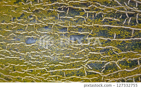 The textured rind of a Piel de Sapo melon reveals a complex pattern of yellow, green, and brown hues. This variety is known for its distinctive appearance and refreshing flavor. 127332755