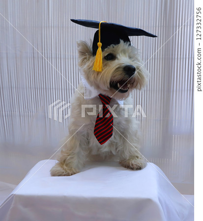 A West Terrier dog showcases its academic cap and necktie, sitting on a white pedestal, creating a cheerful atmosphere for graduation festivities in a well-lit indoor space. 127332756