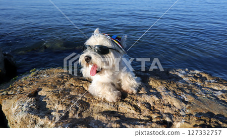 A West Highland Terrier lounges on a large stone by the water's edge, sporting a colorful party hat and chic sunglasses while basking in the sunlight and enjoying the view. 127332757