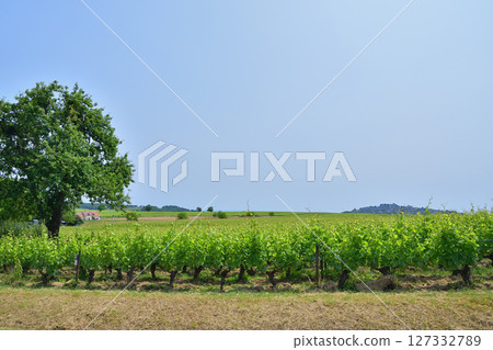 Sancerre, France. A distant view of the hilltop village of Sancerre on June 9, 2025. Sancerre, France. A distant view of the hilltop village of Sancerre on June 9, 2025. 127332789