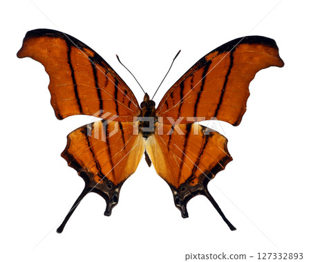 This red orange Marpesia petreus butterfly features striking patterns and an unusual morphology. It rests gracefully against a light backdrop, showcasing its vivid colors and unique shape. 127332893