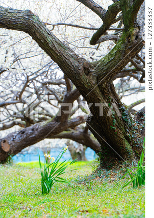 橫芝光町酒田城遺址的梅林與水仙花 127333337