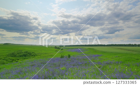 Time lapse. Lush Green Fields Filled with Beautiful Purple Wildflowers Beneath Dramatic Clouds Above 127333365