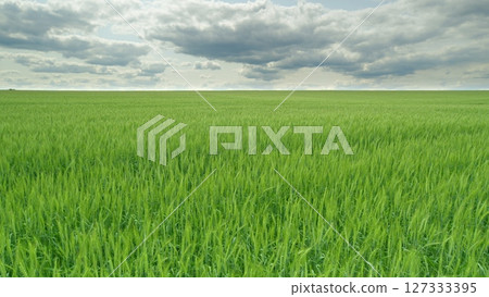 Lush and Vibrant Green Fields Under a Dull and Cloudy Sky That Brings Tranquility Lush and Vibrant Green Fields Under a Dull and Cloudy Sky That Brings Tranquility 127333395