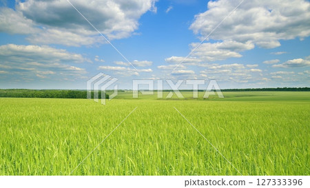 Time lapse. An Expansive Green Field stretches out under a Blue Sky adorned with fluffy Clouds Time lapse. An Expansive Green Field stretches out under a Blue Sky adorned with fluffy Clouds 127333396