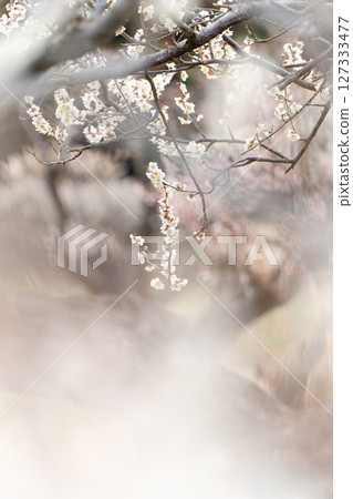 白梅花在燈光下飄浮 白梅花在燈光下飄浮 127333477