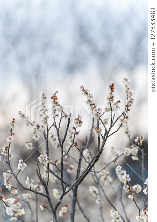 Plum tree branch Plum tree branch 127333481