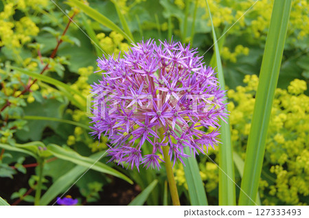 Flower Allium in the garden. Nature background 127333493