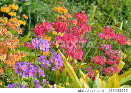 Colourful Candelabra Primulas flowering in a garden 127333515