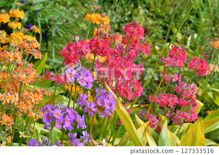 Colourful Candelabra Primulas flowering in a garden 127333516
