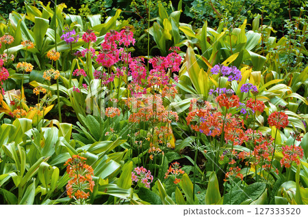 Colourful Candelabra Primulas flowering in a garden Colourful Candelabra Primulas flowering in a garden 127333520