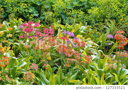 Colourful Candelabra Primulas flowering in a garden Colourful Candelabra Primulas flowering in a garden 127333521