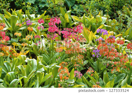 Colourful Candelabra Primulas flowering in a garden Colourful Candelabra Primulas flowering in a garden 127333524