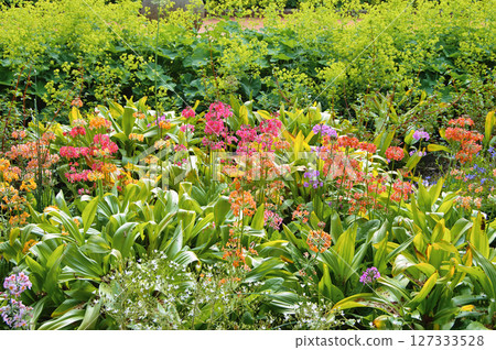 Colourful Candelabra Primulas flowering in a garden Colourful Candelabra Primulas flowering in a garden 127333528