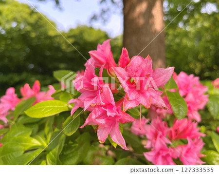 Azalea or rhododendron flowers in the city park(garden) 127333535