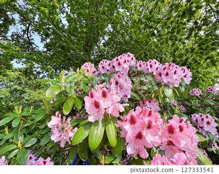 Azalea or rhododendron flowers in the city park(garden) Azalea or rhododendron flowers in the city park(garden) 127333541