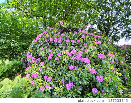 Azalea or rhododendron flowers in the city park(garden) 127333543