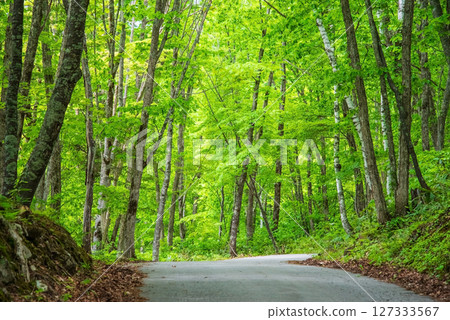 A road through the refreshing greenery of Okuhida Onsenkyo and Nabehira Plateau A road through the refreshing greenery of Okuhida Onsenkyo and Nabehira Plateau 127333567