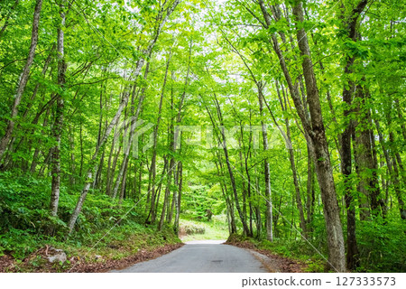 A road through the refreshing greenery of Okuhida Onsenkyo and Nabehira Plateau 127333573