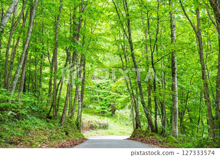 A road through the refreshing greenery of Okuhida Onsenkyo and Nabehira Plateau 127333574