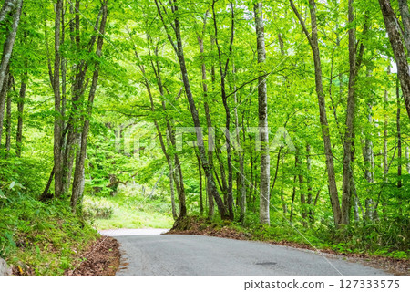 A road through the refreshing greenery of Okuhida Onsenkyo and Nabehira Plateau 127333575
