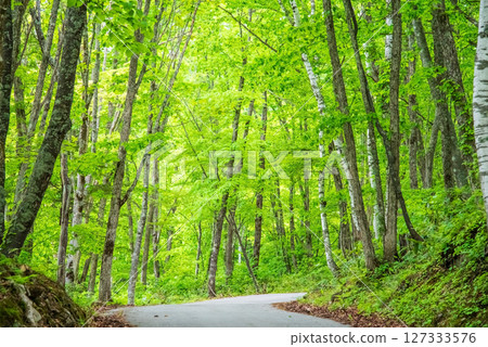 A road through the refreshing greenery of Okuhida Onsenkyo and Nabehira Plateau 127333576