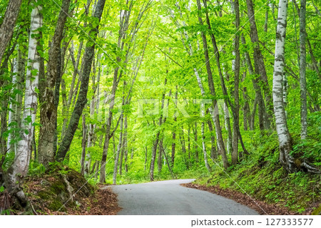A road through the refreshing greenery of Okuhida Onsenkyo and Nabehira Plateau A road through the refreshing greenery of Okuhida Onsenkyo and Nabehira Plateau 127333577