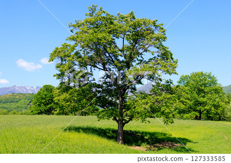 清新的綠樹和寬闊的草地 127333585