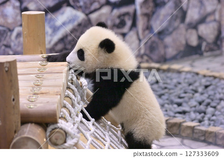 Nagahama climbing on the playground equipment Nagahama climbing on the playground equipment 127333609