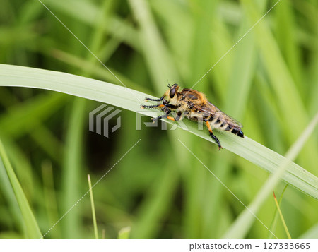 ♀ 127333665