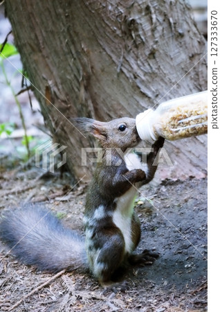 Hokkaido squirrel eating Hokkaido squirrel eating 127333670