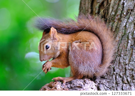 Wild Hokkaido squirrels inhabiting a park in Hokkaido Wild Hokkaido squirrels inhabiting a park in Hokkaido 127333671