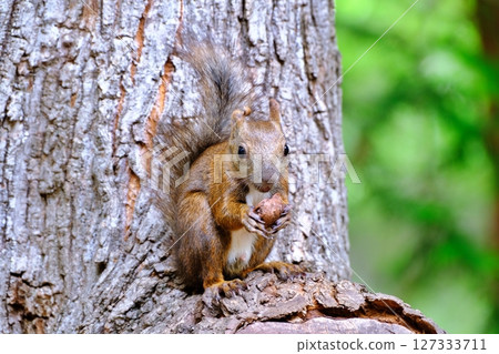 Wild Hokkaido squirrels inhabiting a park in Hokkaido 127333711