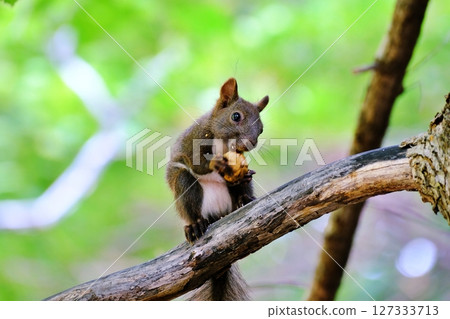 棲息在北海道公園的野生北海道松鼠 棲息在北海道公園的野生北海道松鼠 127333713
