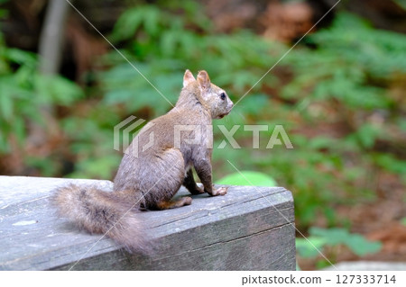 棲息在北海道公園的野生北海道松鼠 127333714