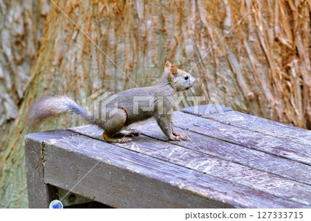 棲息在北海道公園的野生北海道松鼠 127333715