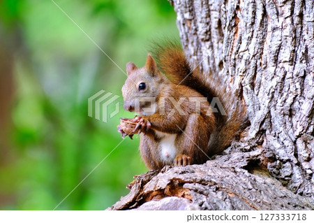 Wild Hokkaido squirrels inhabiting a park in Hokkaido 127333718
