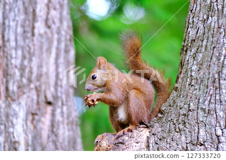Wild Hokkaido squirrels inhabiting a park in Hokkaido 127333720