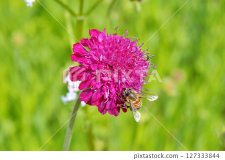 Bee on the Burgundy dahlia flower in garden during summer Bee on the Burgundy dahlia flower in garden during summer 127333844