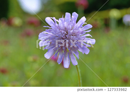 White Burgundy dahlia flower in garden during summer White Burgundy dahlia flower in garden during summer 127333982