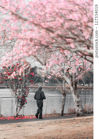 河津櫻花、山茶花瓣和山茶花 127334019