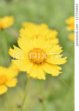 大金雞菊 大金雞菊 127334043