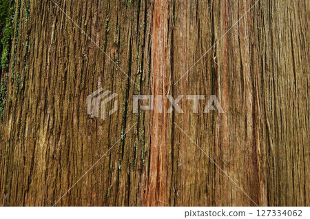 Vertically cracked tree trunk texture. Close-up of a eucalyptus trunk. Vertically cracked tree trunk texture. Close-up of a eucalyptus trunk. 127334062