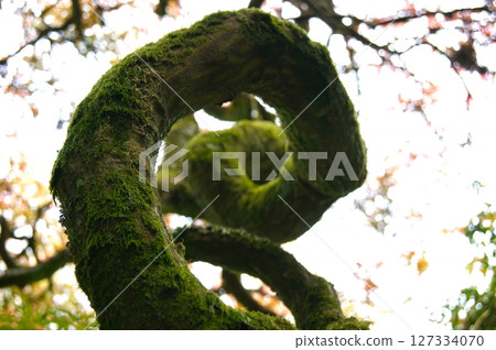 A spiral branch of a decorative tree. Park and garden. 127334070