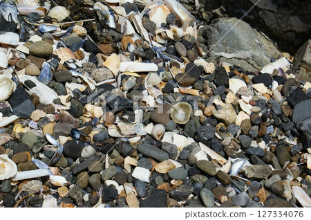 Background of shells and various pebbles. Screen background. Background of shells and various pebbles. Screen background. 127334076