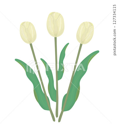 Three yellow tulips with leaves, colorful illustration 127334115