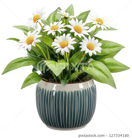 Stylish daisy plant in decorative pot with vibrant green leaves. This beautiful arrangement adds touch of nature to any space, 127334180