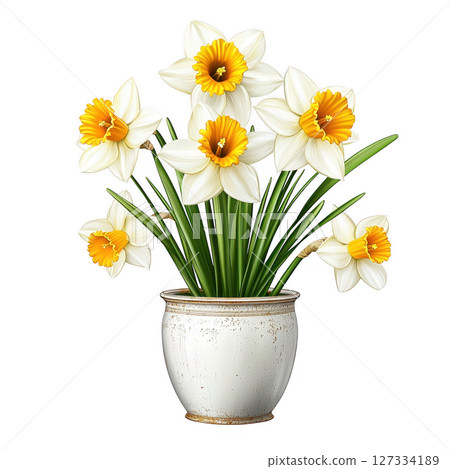 Beautiful daffodil flowers in white pot, showcasing vibrant yellow centers and lush green leaves, perfect for brightening any 127334189