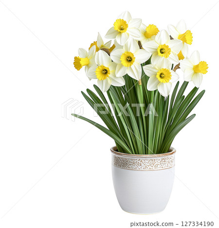 Beautiful daffodil plant with vibrant yellow flowers in white pot, adding cheerful touch to any space. Perfect for home decor or 127334190